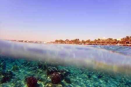 coral reef in Egypt as beauty nature backgroundの写真素材