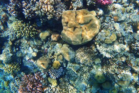 Red sea coral reef in Makadi Bay, Egypt, の写真素材