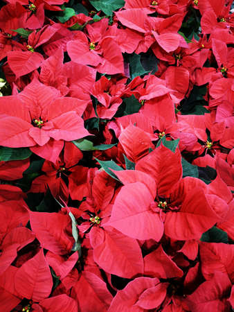 christmas star flowers as nice winter holiday backgroundの写真素材