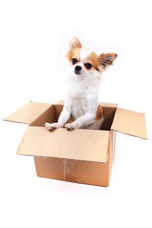 chihuahua in the paper box isolated on the white backgroundの写真素材