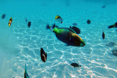 Red sea coral reef in Makadi Bay, Egypt,
