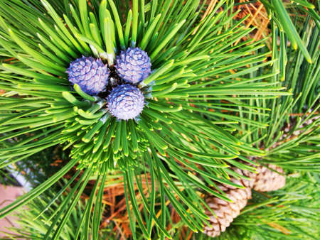 detail of small pine tree as texture