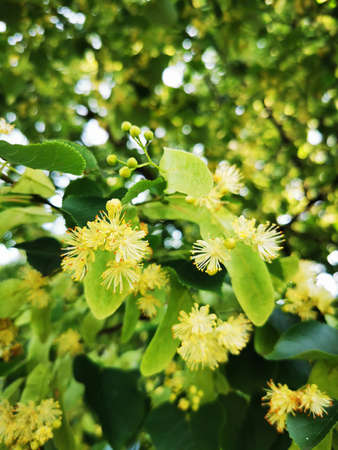 basswood flowers texture as nice natural backgroundの写真素材