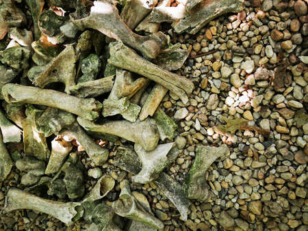 old animal and human bones in the old forest