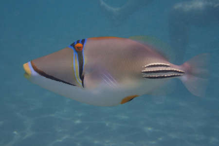 Picasso Triggerfish in the red sea Egypt