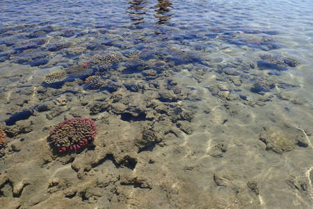 Red sea coral reef in Makadi Bay, Egypt,の写真素材