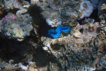 giant clam from Egypt as nice blue animalの写真素材