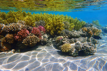 Red sea coral reef in Makadi Bay, Egypt,の写真素材