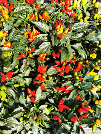 chilli plant texture as very nice natural backgroundの写真素材