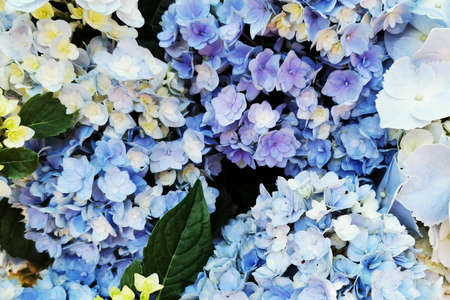 fresh color hortensia flowers texture as very nice background