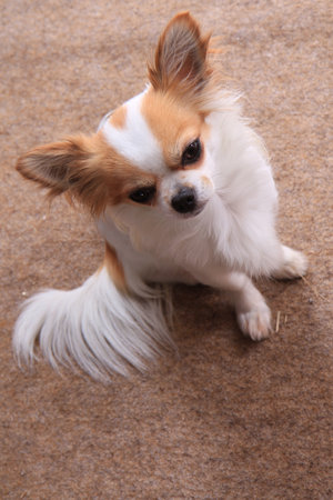 chihuahua Violka is sitting on the brown carpetの写真素材