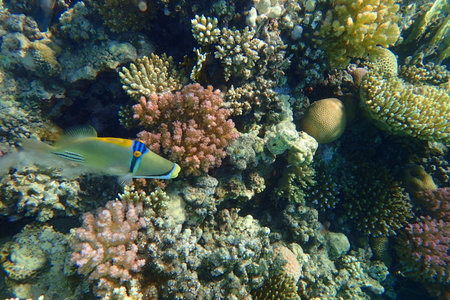 picasso trigger fish in the red seaの写真素材