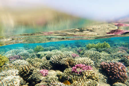 coral sea in the egypt as very nice backgroundの写真素材