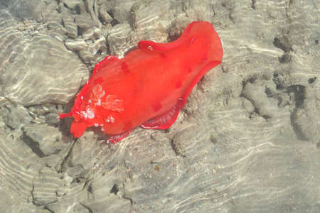 Juvenile Spanish Dancer (Hexabranchus sanguineus) as sea snail from the Red Seaの写真素材