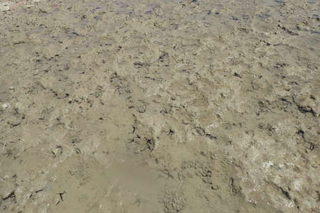 black sea stars on the beach in the Egyptの写真素材