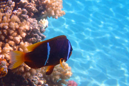 cmall clown fishes in the Red sea near the beachの写真素材