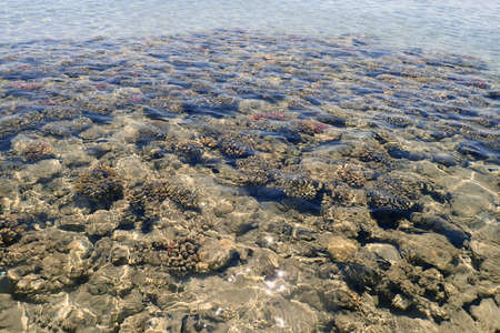 coral sea in the egypt as very nice backgroundの写真素材