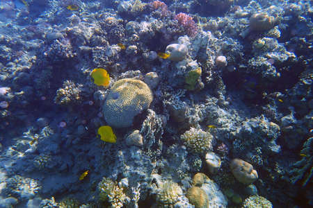 coral sea in the egypt as very nice background