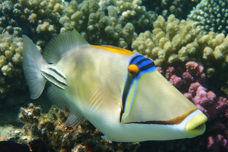 Picasso Triggerfish in the red sea Egyptの写真素材