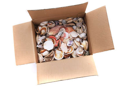 sea shells in the paper box isolated