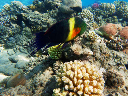 Broomtail wrasse (Cheilinus lunulatus) fish from the red sea