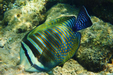 Indian sailfin tang (Zebrasoma desjardinii) fish,Desjardin's sailfin tang