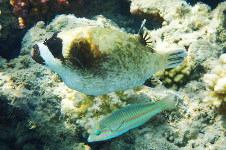 The masked puffer, Arothron diadematus fish from the Red sea