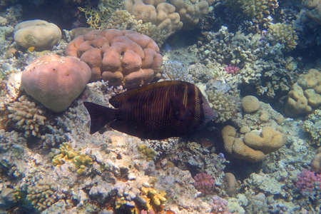 Indian sailfin tang (Zebrasoma desjardinii) fish,Desjardin's sailfin tangの写真素材