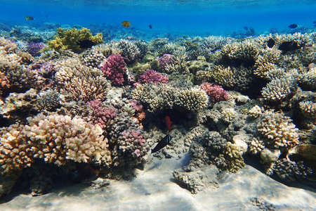 Red sea coral reef in Makadi Bay, Egypt,の写真素材