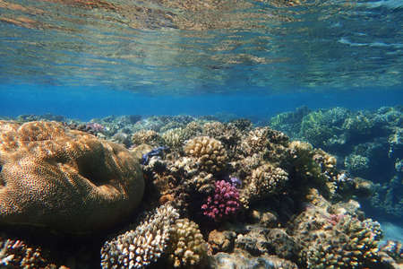 Red sea coral reef in Makadi Bay, Egypt,の写真素材