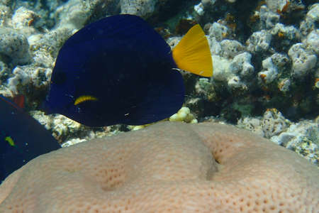 Yellowtail tang - (Zebrasoma xanthurum) fish from the Red sea