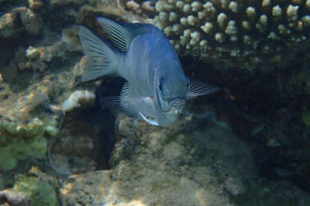 Whitebelly damsel fish (Amblyglyphidodon leucogaster) in the Red Seaの写真素材