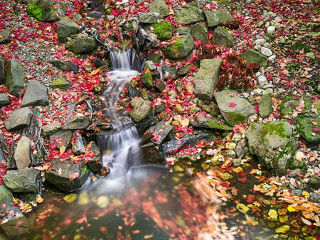 autumn river in the park with colored leaves