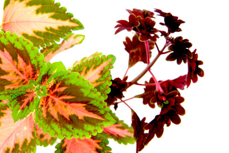 coleus plants isolated on the white backgroundの写真素材
