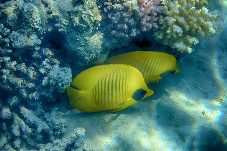 Chaetodon semilarvatus red sea Fish from Egypt