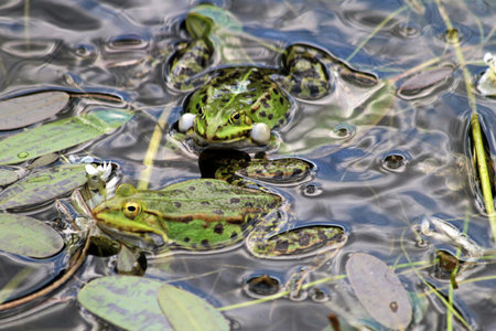 green frog in the water in the lakeの写真素材