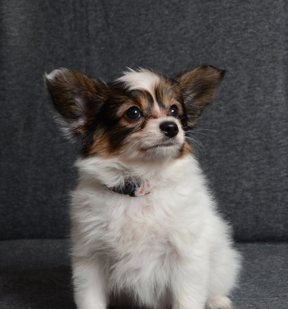 young papillon dog as very smart dogの写真素材