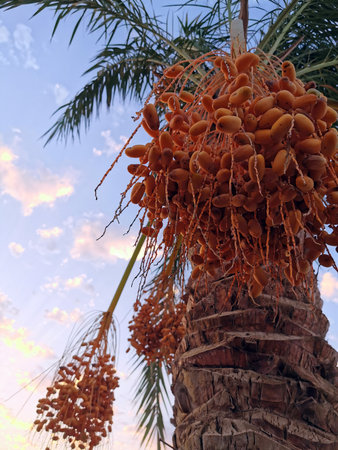 date tree with fruits from Egyptの写真素材
