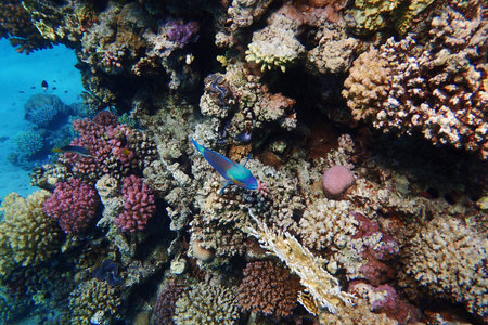 coral reef in the Red Sea Egyptの写真素材
