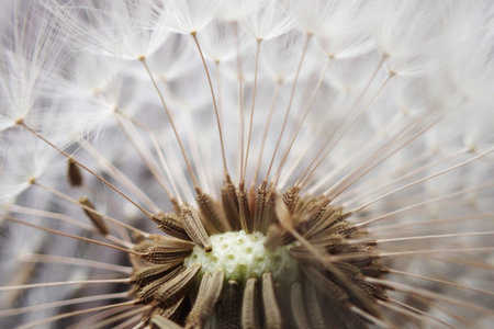 dandelion seeds texture as very nice natural backgroundの写真素材