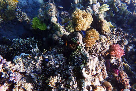 coral reef in the Red Sea Egypt