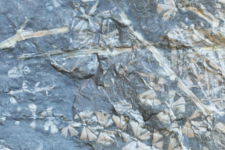 fossil leaves texture as nice natural background