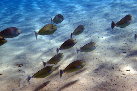 group of Naso unicornis fish in the red sea