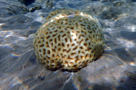 coral from the red sea Makadi bayの写真素材