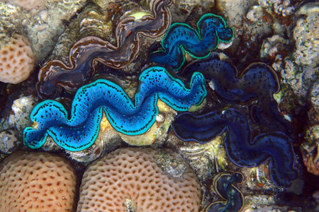 Giant Clam from the Red Sea Egypt