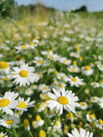white flowers in the spring in the nature