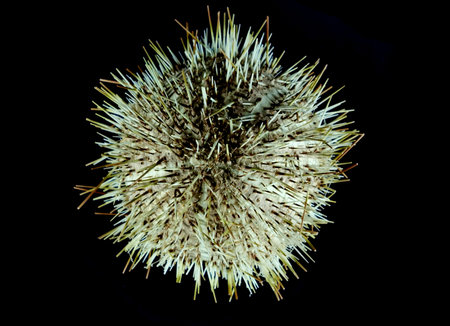 sea urchin isolated on the black backgroundの写真素材