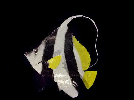 tropical fish isolated on the black background