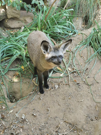fennec fox in the nature is looking for breakfastの写真素材