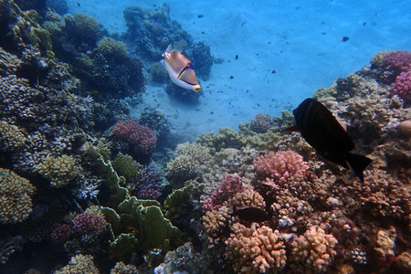 coral reef in the Red Sea Egypt